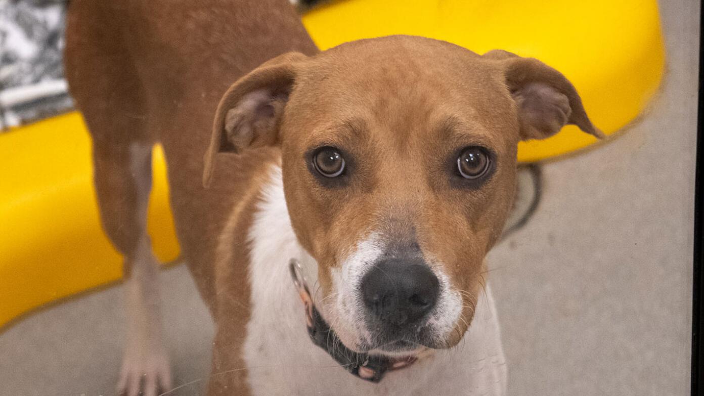 Hey Thanks, Animal Rescue Workers